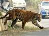 SC, SC, sc s ban on tiger tourism to continue, Yo yo tigers