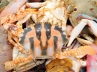 Crab, Crab, vaishnavaite symbols found on crab shell, Vaishnava