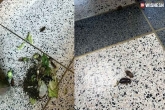 cockroaches in court latest updates, cockroaches in court news, rare incident hundreds of cockroaches released from courtroom, Cockroach
