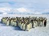 Gentoo, global warming, breeding cycles of penguins affected by global warming, Heather lynch