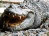 Thai woman commit suicide, crocodile, depressed thai woman becomes food for a croc, Crocodile