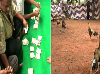 Cockfight betting in Godavari districts runs into crores?