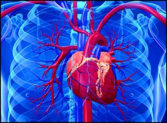 Scientists produced human heart tissue