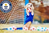 Dog enters Guinness records, Guinness records dog breaks, dog the best goalkeeper breaks guinness, Guinness record