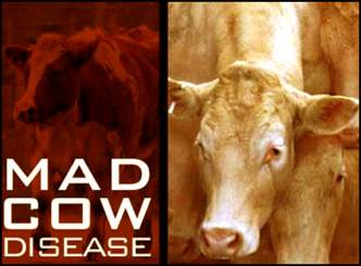 Mad cow disease critical in Britain