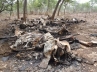 Chad and Sudan., Cameroon killing activity, poachers kill 200 elephants in cameroon killing activity, Sudan