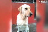 earthquake dog Ecaudor, earthquake dog Ecaudor, dog dies after rescuing ecuador earthquake victims, World news