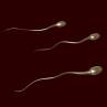 January 13, 13 January, sperm face hurdles to succeed, Hurdles