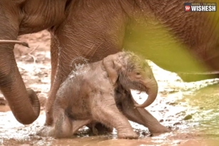 Tiny elephant slips in the mud bath