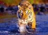 Sundarbans, Royal Bengal Tiger, a shock for the share khan, Sundarbans