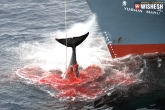 whales killed in Japan, Japan minke whales, japan kills 333 minke whales, Japan news