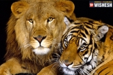 Tiger, Madhya Pradesh, tigers lions as pets, Yo yo tigers