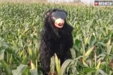 Man with bear costume visual, Man with bear costume viral now, telangana man wears a bear costume to keep monkeys away from crops, Viral