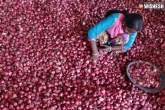 Onions price in Telangana, subsidy to onions, telugu states avail centre s onions subsidy, Subsidy
