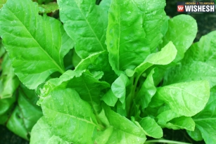 Spinach is rescue for food craving, finds study