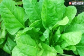 Spinach can help reduce hunger, Spinach can slow down fat digestion, spinach is rescue for food craving finds study, Spinach