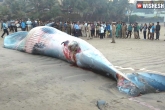 Mumbai Juhu beach, Whale dies at Juhu beach, whale washes ashore at mumbai s juhu beach, Whale beach