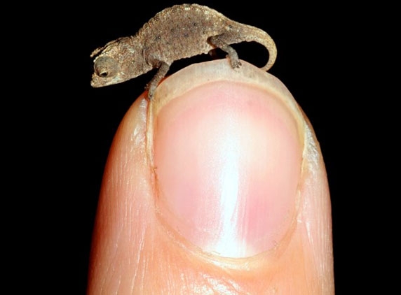 World’s smallest reptile is Mini-Meleon