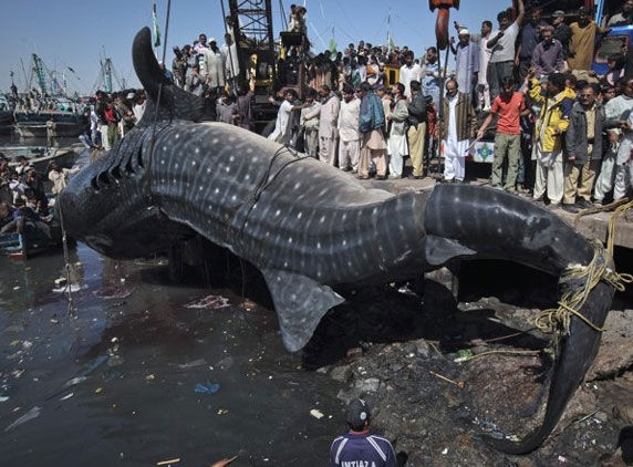 Giant dead shark found in Karachi fish harbor