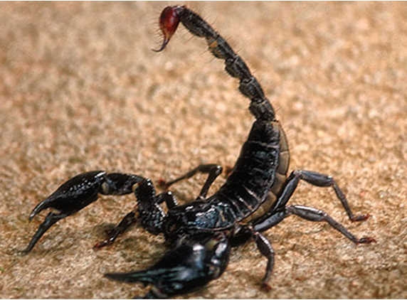 Scorpion in plane stings man