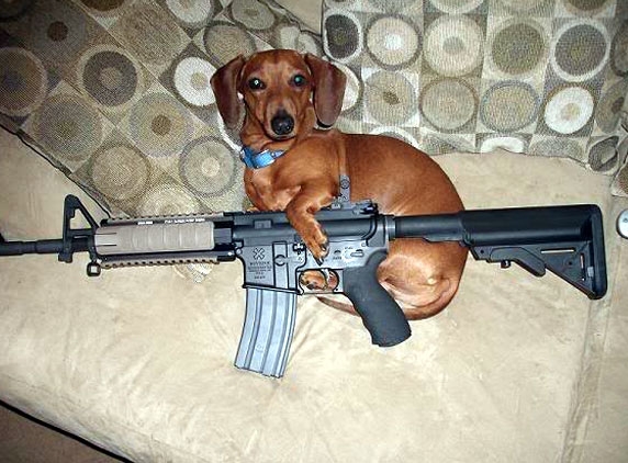 Dog shoots owner in excitement