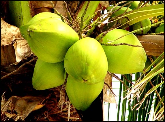 Coconut Water for Health and Glow