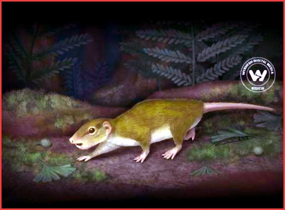 Ancestor of modern rats discovered