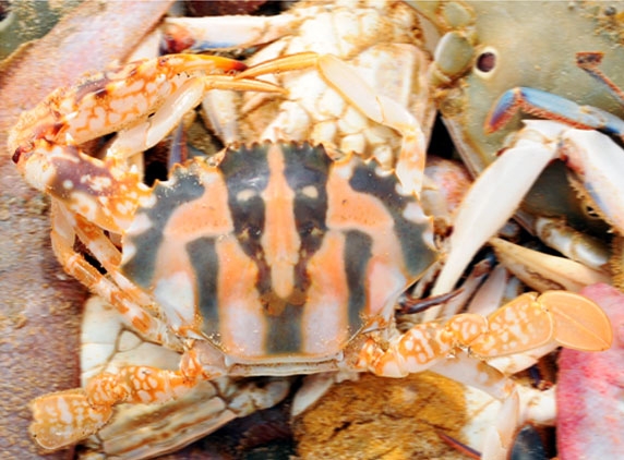 Vaishnavaite symbols found on crab shell