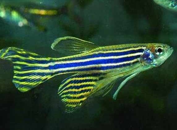 Zebrafish creating medical wonder! 