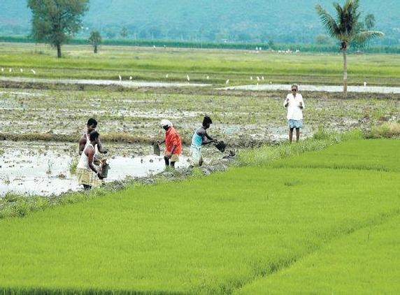 Scarcity and bad quality of seeds results in chaos, one farmer dies of stroke